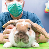 RAW 2023 to highlight benefits of neutering rabbits