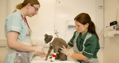 Survey launched on vet nurse mental health