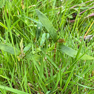 BEVA reports rise in atypical myopathy cases