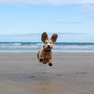 BVA Veterinary Photographer of the Year winners revealed