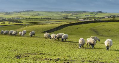 Sunak promises to promote animal welfare in trade deals