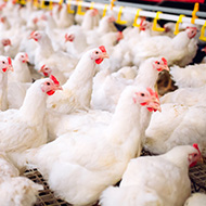 Court rejects legal challenge over fast-growing chickens