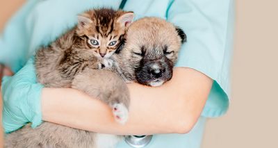 BVNA releases 'Protect the Title' survey results
