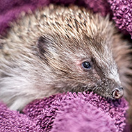 Gardeners encouraged to help hedgehogs