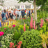 RSPCA's wildlife garden wins medal at Chelsea
