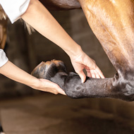 Study finds cells which contribute to equine tendon injuries
