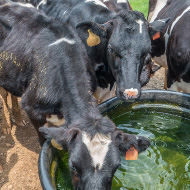 New study into heat stress in dairy cows