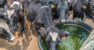 New study into heat stress in dairy cows