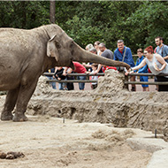 Elephants enjoy seeing zoo visitors, study finds