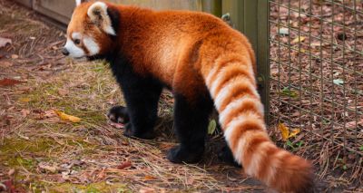 Red panda's zoo escape sparks welfare concerns