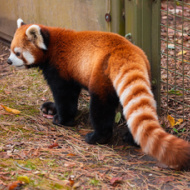 Red panda's zoo escape sparks welfare concerns