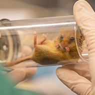 Vets ensure rare dormice are ready for release 