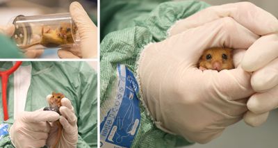 Vets ensure rare dormice are ready for release 