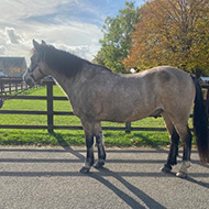 Struggling horse owners urged not to delay asking for help