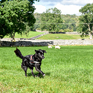 'Pandemic puppies' linked to sheep worrying spike