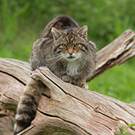 Endangered wildcats released into Scottish national park