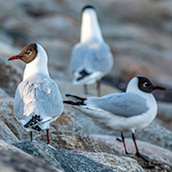 New wave of avian flu hits gulls and terns