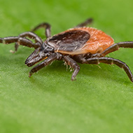 Ticks can survive extreme temperatures, study finds