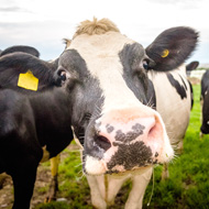 UK dairy industry launches new welfare strategy