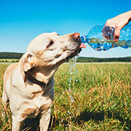Vets issue hot weather warning