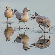 Fewer seabirds return to Scotland after flu outbreak