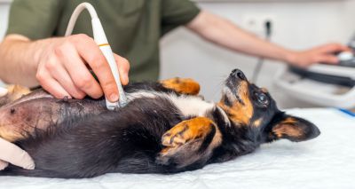 Abdominal ultrasound consensus statement published