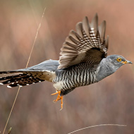 Cuckoos can't adjust migratory patterns, study shows