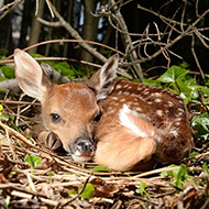 Leave fawns in the wild, public urged