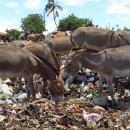 New study into impact of plastic pollution on livestock and donkeys