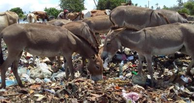 New study into impact of plastic pollution on livestock and donkeys
