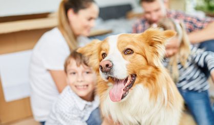 Experts join forces to prevent dog bites to children