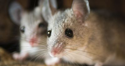 Lyme disease vaccine to be given to mice