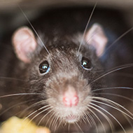 Scientists identify pheromone which relaxes rats