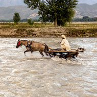 Charity helps over 36,000 animals after Pakistan flood