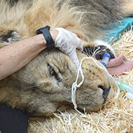 Lion treated for earache at London Zoo