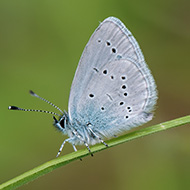 Conservation programme launched for coastal Scotland