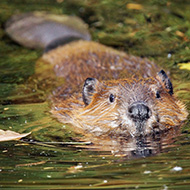 More beavers moved as numbers increase 