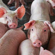 Antibiotic use in pig farming cut by 75 per cent