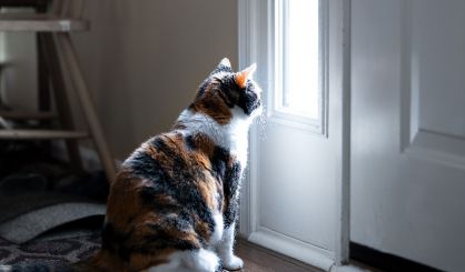 Cat fosterers needed to help domestic abuse survivors