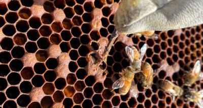 SASA confirms notifiable bee disease in Perthshire