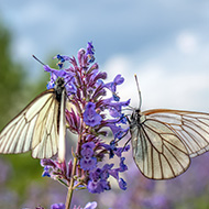 'Extinct' butterfly spotted in England