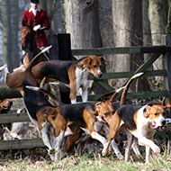 Calls for anti-hunting laws to be strengthened