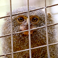 Government proposes ban on primates as pets