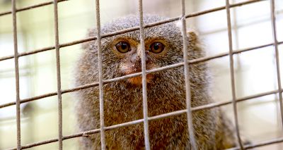Government proposes ban on primates as pets