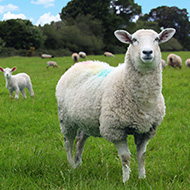 Free webinar on checking effectiveness of sheep wormer