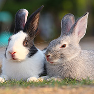 Nearly half of UK pet rabbits live alone