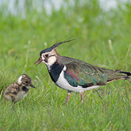 Lapwing conservation project reports early success