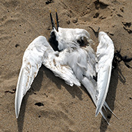 Beachgoers urged to report dead birds