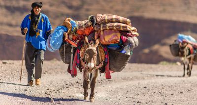 Belief in equine capacity for emotion linked to welfare, study finds
