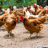 Chief vet ends Avian Influenza Protection Zone